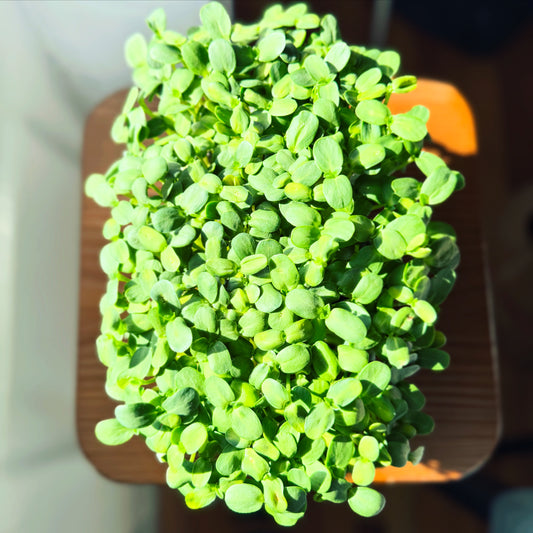 Roots n' Shoots